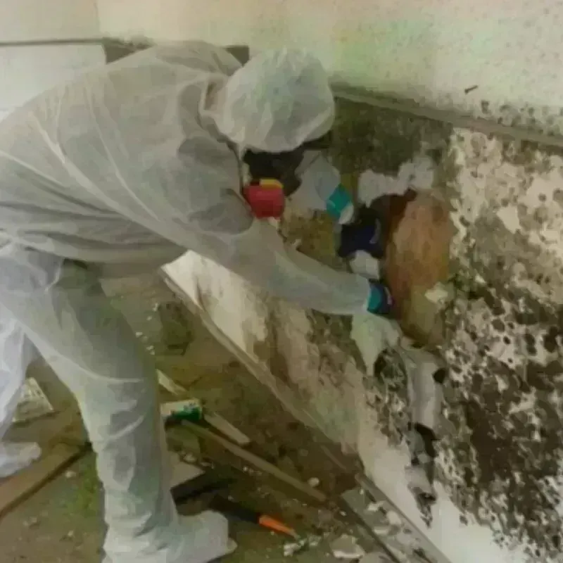 Mold Remediation and Removal in North Palm Beach, FL